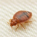 Bettwanzen bekämpfen