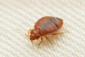 Bettwanzen bekämpfen