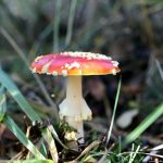 Amanita muscaria