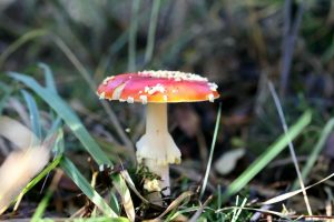 Amanita muscaria